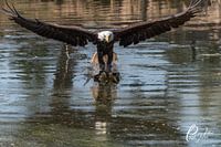 Amerikaanse zeearend