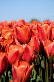 Eine Nahaufnahme von einem der Zwiebelfelder. von Corine Dekker