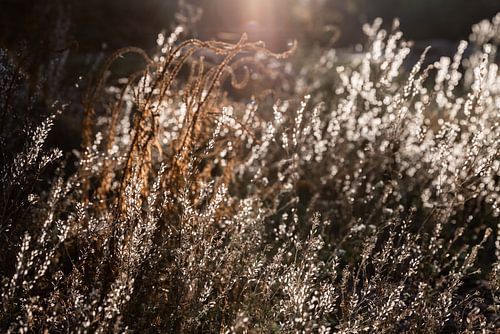Lumière chaleureuse d'hiver 4