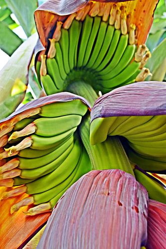 een bananenhart en groene bananen in mijn tuin
