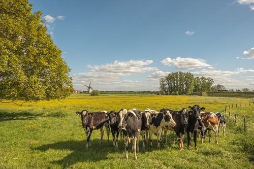 Koeien Holstein Friesian en molen