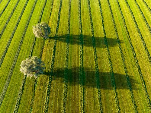 Saule dans une prairie fraîchement coupée, au lever du soleil.