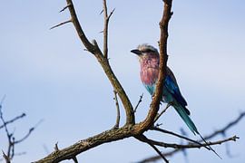 Dirk by Nicoline Hoeve