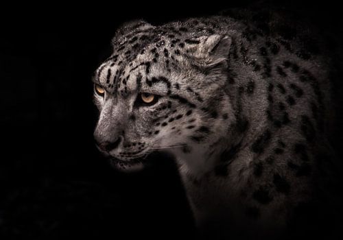 portrait of a snow leopard with a clear look on a black background, ashen big cat