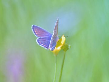 Icarusblauwtje van Frank Ubachs fotografie