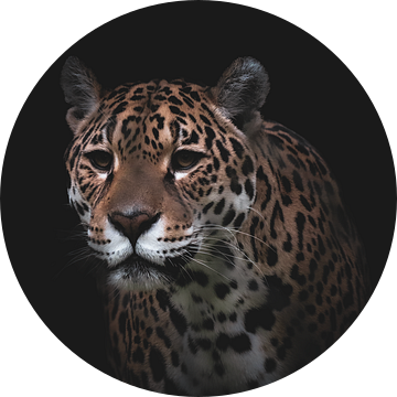 Koning van de Jungle | Portret Jaguar van Elena ten Brink