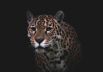 Jaguar Porträt von Elena ten Brink | FocusOnElena