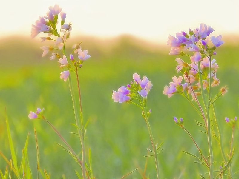 Whiterland (Whitsun flowers) by Caroline Lichthart