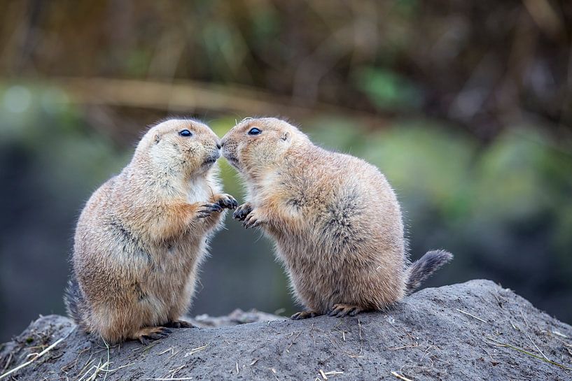 Prairiehondjes geven elkaar kusje par Monique Hassink