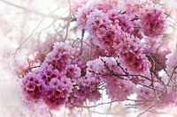 Fleur de cerisier romantique