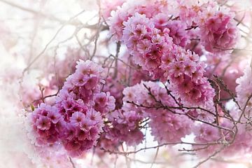 Romantic Cherry Blossom by marlika art
