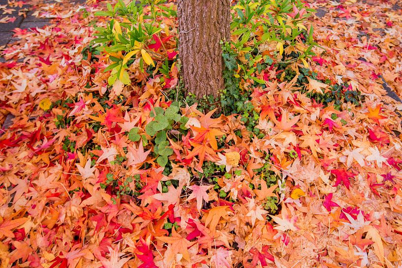 Tapis de feuilles par Gerhard Nel