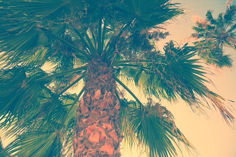 Palms by Bo Valentino