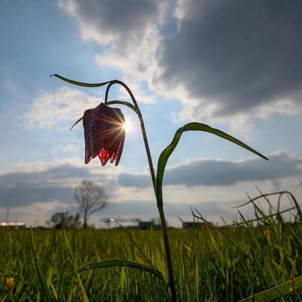 Kievitsbloem in het zonlicht, het voorjaar begint zodra deze bloem zich laat zien von Michel Knikker