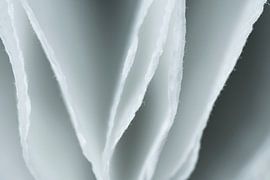 Toilet paper very close by Sven Wildschut