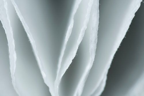 Wc-papier heel dichtbij