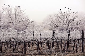 Winterwijngaard met raven in contrast