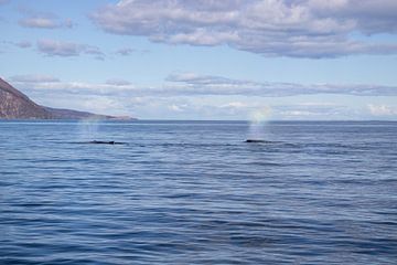 Twee bultrugwalvissen die lucht spuiten in Húsavík, IJsland | Reisfotografie van Kelsey van den Bosch