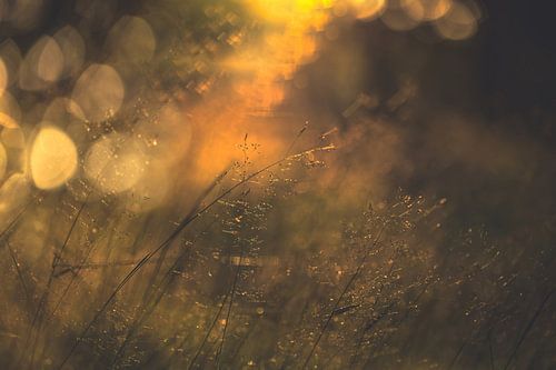 Wolfhezerheide part 80