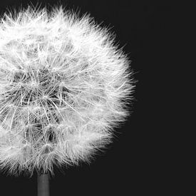 Black and white close up of a dandelion by Natascha Teubl