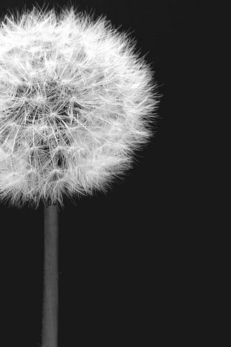 Gros plan noir et blanc d'un pissenlit