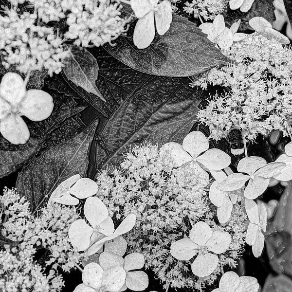 Digital Art Medium Blumen Schwarz und Weiß von Hendrik-Jan Kornelis