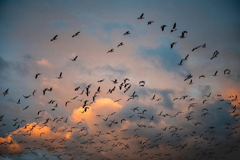 Geese by Hanneke Luit