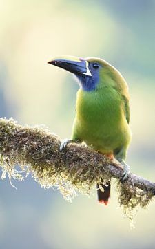 Birds of Costa Rica: Emerald Toucanet (Emerald Toucanet) by Rini Kools