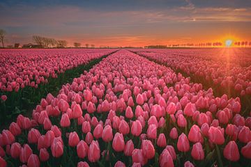 Roze tulpenvelden zonsondergang van Sidney van den Boogaard