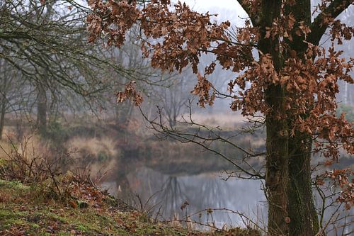 mist en stilte met een beetje water en wat bomen