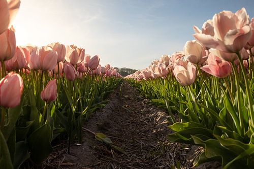 Pastellansicht: Der Weg zum Frühling