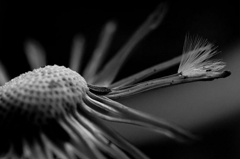 Het laatste paardenbloemzaadje by Ilja Kalle