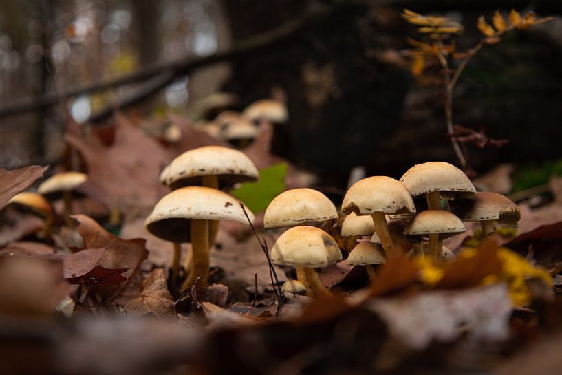 Automne aux Pays-Bas | Champignons par Amy van Loon