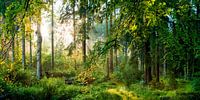 Sunrise in the forest