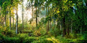 Sonnenaufgang im Wald von Günter Albers