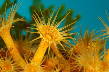 Sonnengruß aus der Tiefe – Gelbe Krustenanemonen