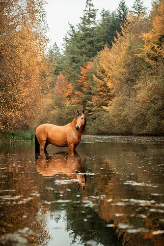 Reflection of horse in water - autumn in the Netherlands
