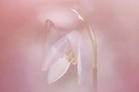 Perce-neige enrobées de rose