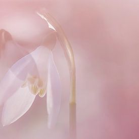 Sneeuwklokjes in roze gevat van Fotografie Gina Heynze