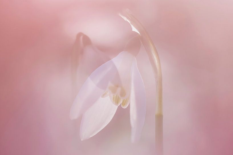 Schneeglöckchen in Rosa gehüllt von Fotografie Gina Heynze