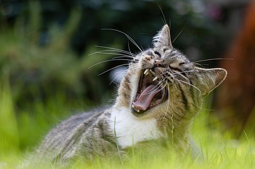 Gaping (yawning) cat