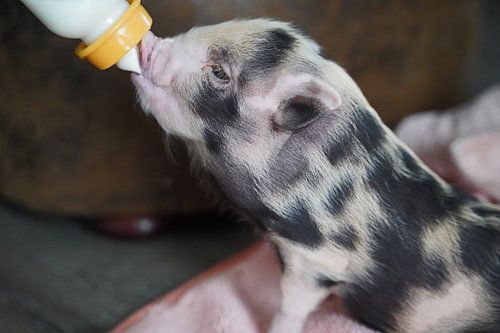 Bonte miniatuur handopfok biggetjes tijdens voedertijd
