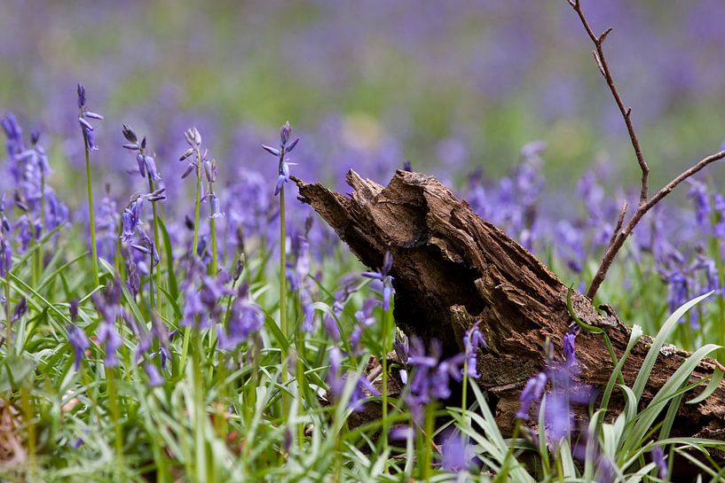 Wilde Hyacinten by Ben Elbertsen
