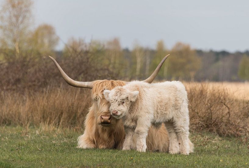 Scottish Highlander with calf, blond by Ans Bastiaanssen