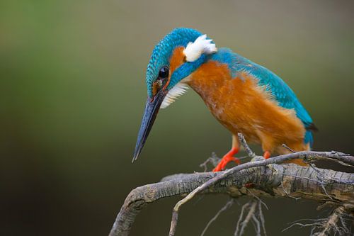 IJsvogel concentratie