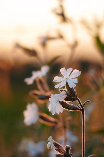 white flowers in the sun during golden hour