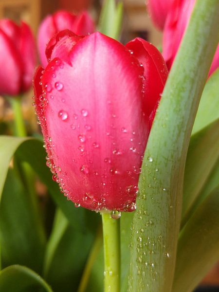 rode tulp van Andrea Meister