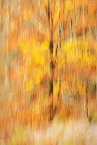 Gouden adem van het bos - Abstract eerbetoon aan de herfst
