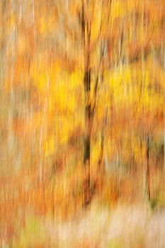 Goldener Atem des Waldes – Abstrakte Hommage an den Herbst