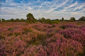 Heidelandschaft in Holland